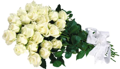 Изумительные белые розы: выбирайте размер и формат фотографии
