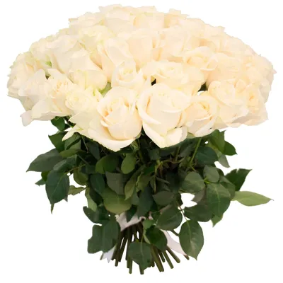 Фото красивых белых роз: выбирайте формат загрузки по вашему вкусу