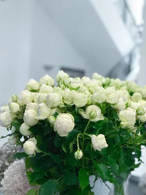 Ошеломляющие белые розы: скачивайте фотографии в любом формате