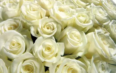 Изображения красивых белых роз: выбирайте желаемый размер и формат