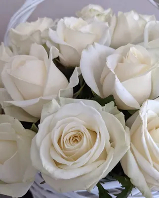 Завораживающие белые розы на фото: jpg, png, webp