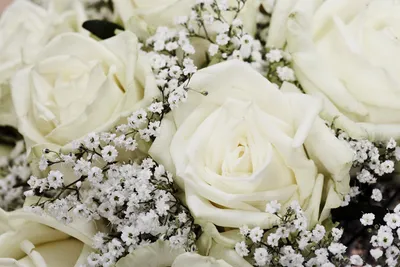 Удивительные белые розы в различных вариантах: скачивайте в нужном формате