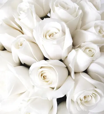 Блестящие белые розы: выбирайте формат фотографии по вашему выбору