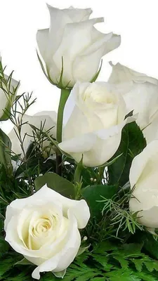 Изображения белых роз в разных форматах: jpg, png, webp
