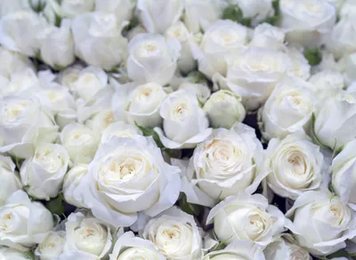 Удивительные белые розы: выбирайте размер и формат изображения