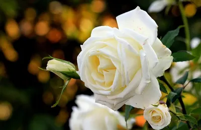 Чудесные белые розы в различных форматах для скачивания
