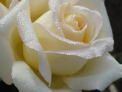 Многообразие белых роз на фото: выбирайте формат для скачивания