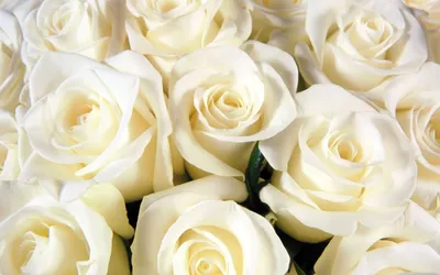 Белые розы на фото: выбирайте формат загрузки по вашему вкусу