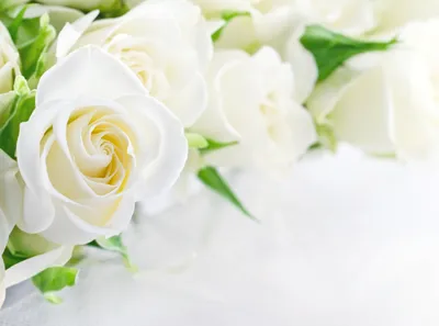 Фотографии красивых белых роз: выбирайте формат фото по вашему желанию