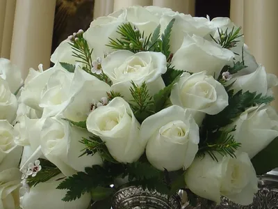 Прекрасные картинки белых роз в разнообразных форматах: jpg, png, webp