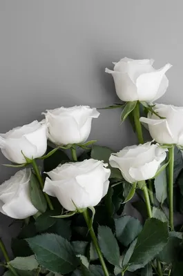 Изображения белых роз: выбирайте желаемый размер и формат