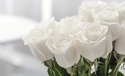 Прекрасные белые розы в разных форматах: jpg, png, webp