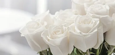 Фото белых роз сорта