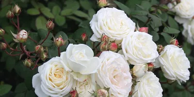 Фотография белых роз сорта в формате png