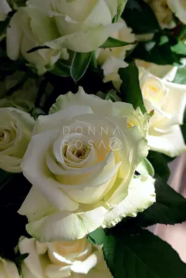 Фотка белых роз сорта в формате webp