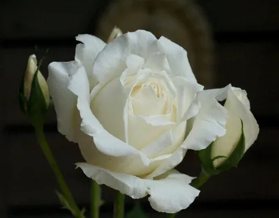 Белые розы сорта в разных размерах
