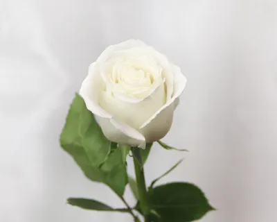 Фото белых роз сорта на выбор