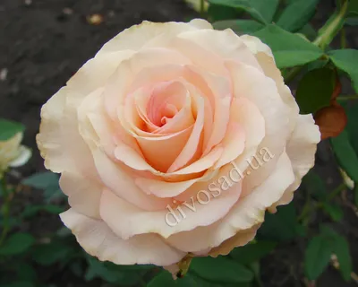 Изображение белых роз сорта в разных размерах