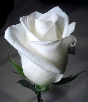 Картина белых роз сорта