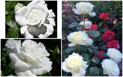 Фотография белых роз сорта на выбор
