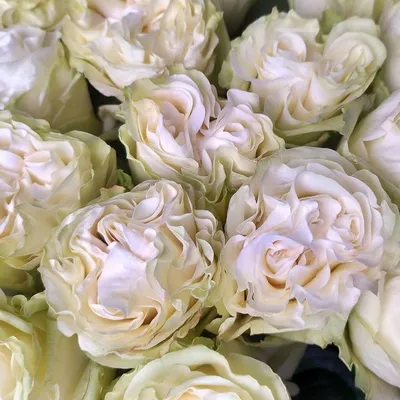 Фотка белых роз сорта в разных размерах