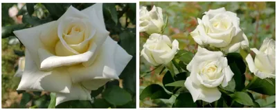 Фото белых роз сорта для скачивания