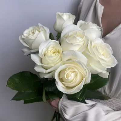 Изображение белых роз сорта для скачивания
