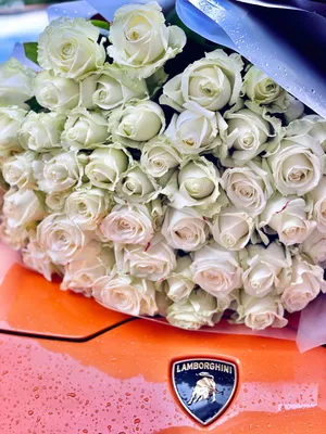 Фотка белых роз сорта для скачивания