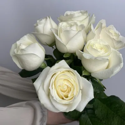 Картина белых роз сорта - выберите размер