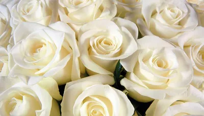 Изображение белых роз сорта