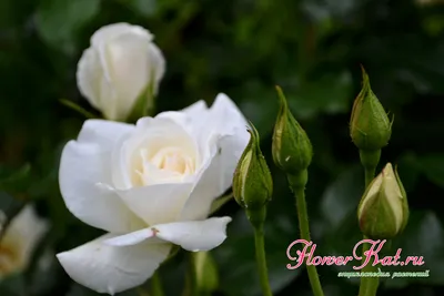 Фотка белых роз сорта - выберите формат