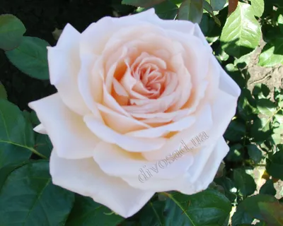 Фотография белых роз сорта