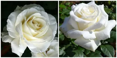 Фотка белых роз сорта