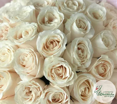 Белые розы сорта jpg