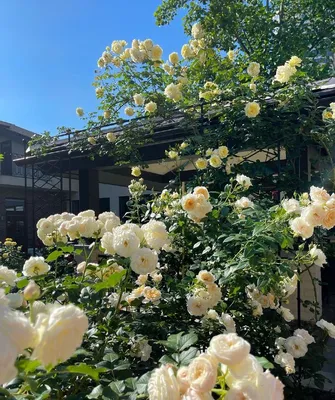 Белые розы в саду: узорчатая красота jpg