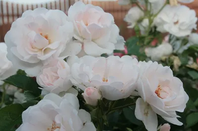 Очарование белых роз в саду