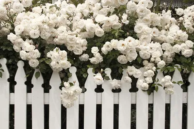 Роскошные белые розы в саду: натуральное великолепие png
