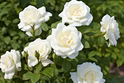 Белые розы в саду: мир красоты и нежности webp