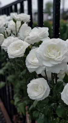 Превосходные белые розы в саду: идеальность природы jpg