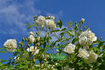 Белые розы в саду: цветочное волшебство на вашем экране