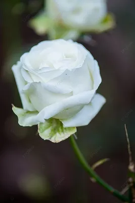 Романтичные белые розы в саду: изображение нежной любви