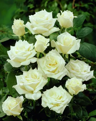 Белые розы в саду: величие природы и элегантность формы webp