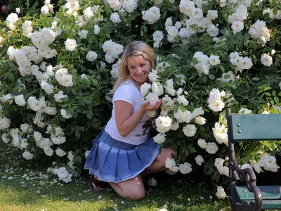 Белые розы в саду фотографии