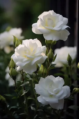 Фото изысканных белых роз в саду: идеальное сочетание красоты и нежности