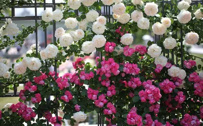 Удивительные белые розы в саду: картина природы jpg