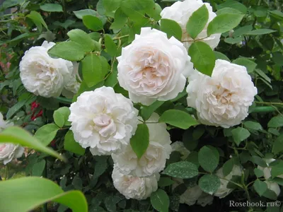 Белые розы в саду: символ чистоты и нежности png