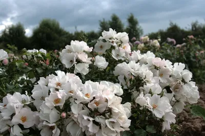 Белые розы в саду: незабываемое зрелище webp