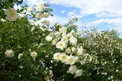 Очаровательные белые розы в саду: магия цветов