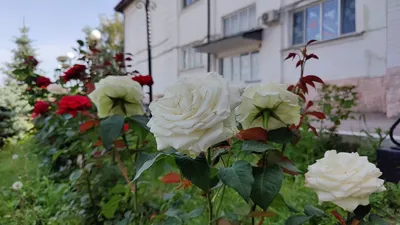 Фото белых роз в саду: великолепие природы и чувственности jpg