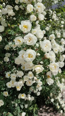 Белые розы в саду: лепестки, окутанные нежностью webp